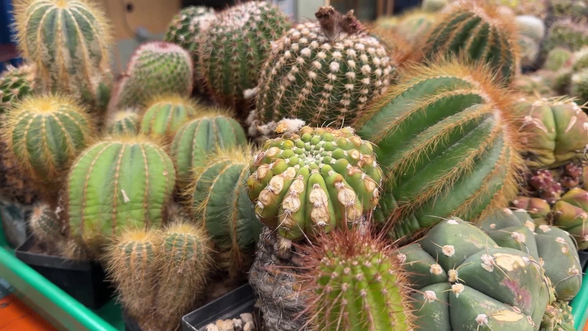 mammillaria Mammillaria Gracilis Fragilis Cactus